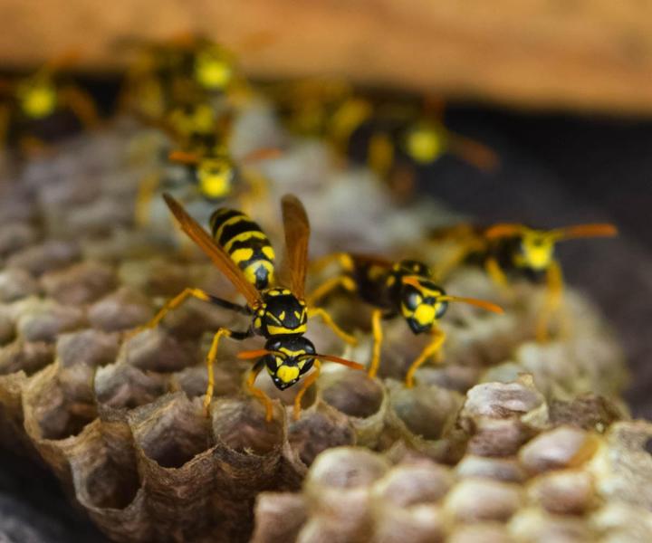 Traitement contre guêpes Terrebonne
